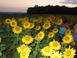 Fields of sunflowers at sunset