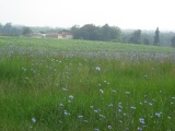 Wildflower meadows at Barrusclet