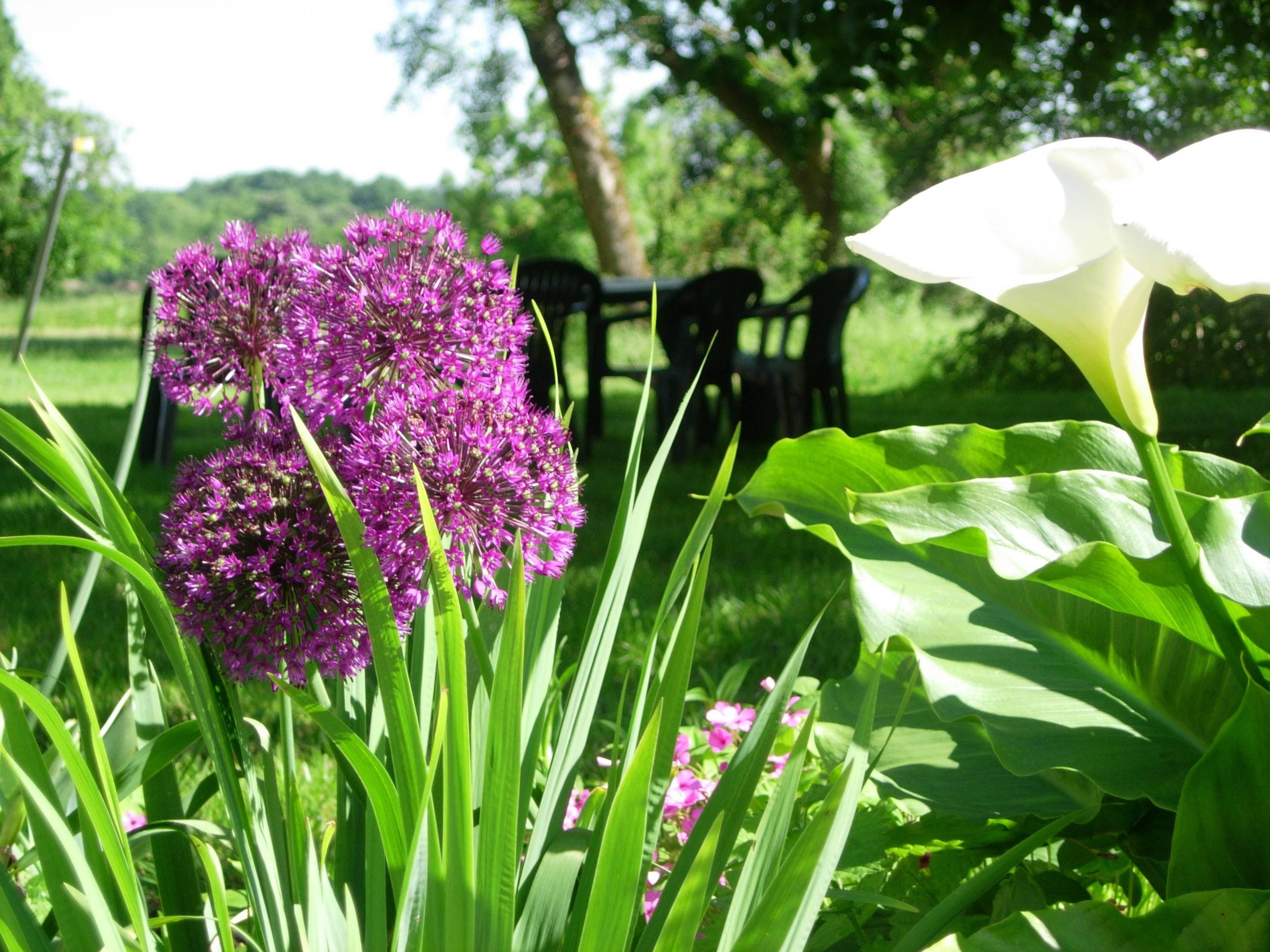 Alliums and Lillies growing on the front lawn of Barrusclet