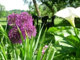 Alliums and Lillies in the front lawn at Barrusclet