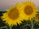 Gers sunflowers at Barrusclet French farmhouse gite