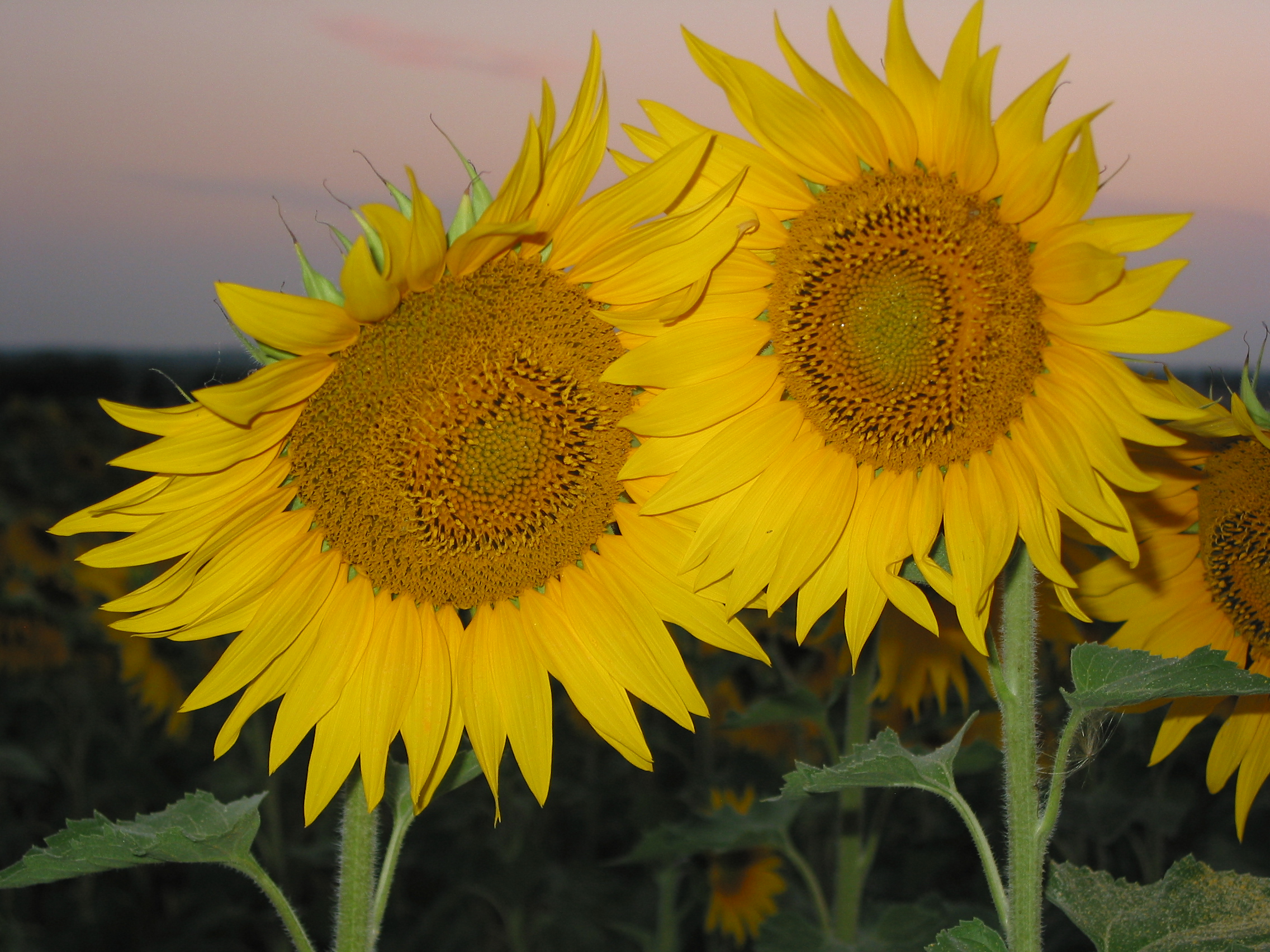 Sunflowers at dusk at Barrusclet farmhouse gite